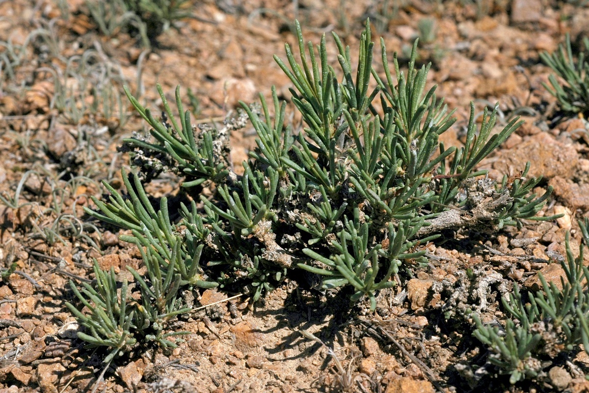 Изображение особи Salsola arbuscula.