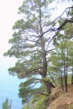 Pinus pityusa