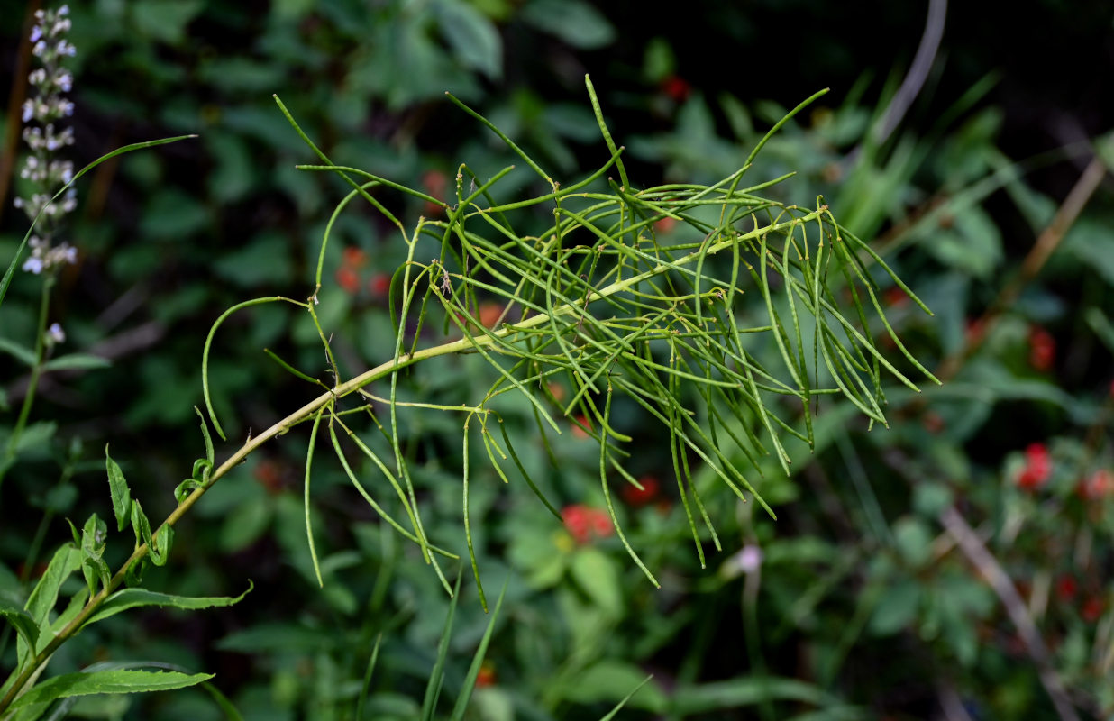 Изображение особи Arabis pendula.