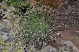 Dianthus acicularis