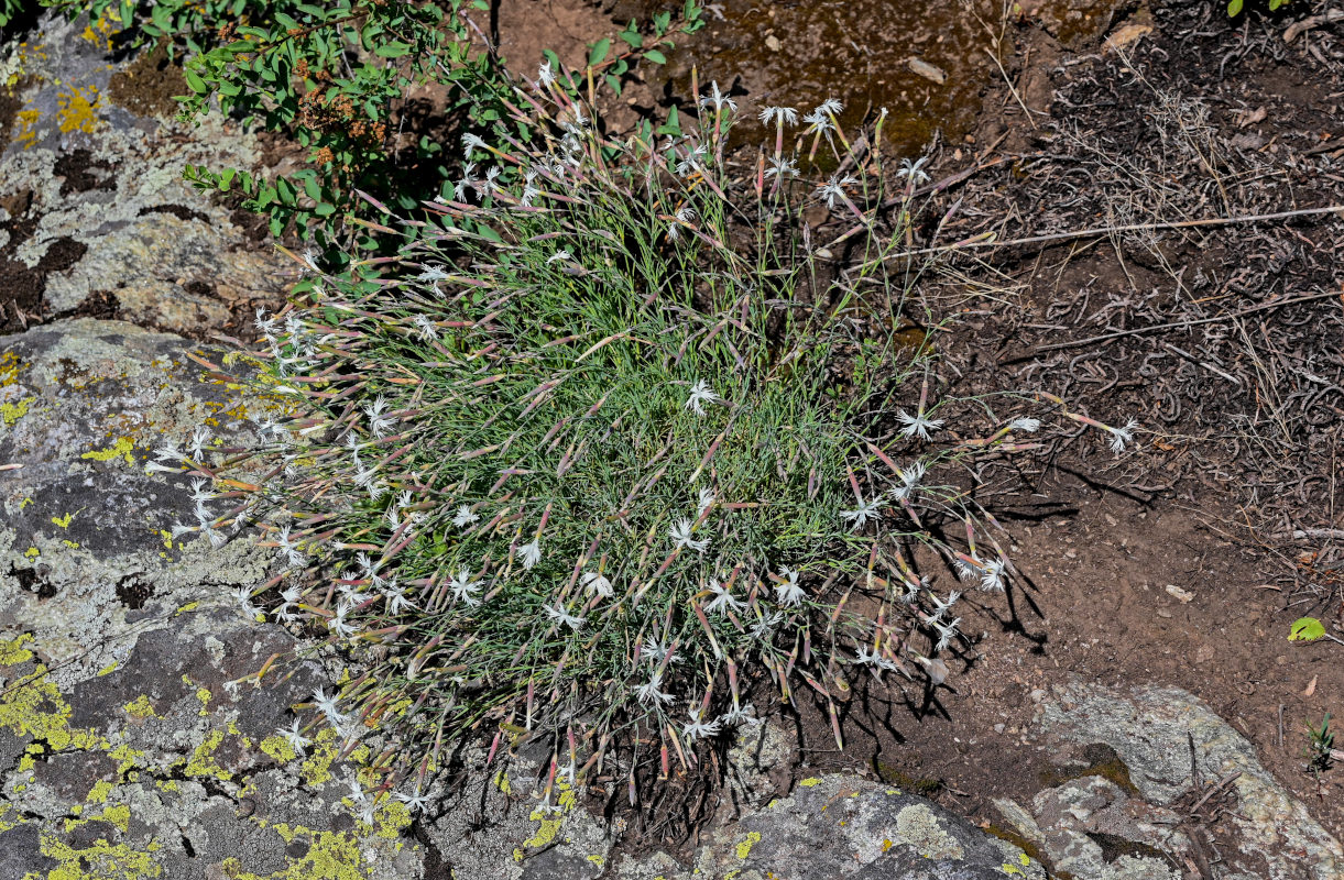 Изображение особи Dianthus acicularis.