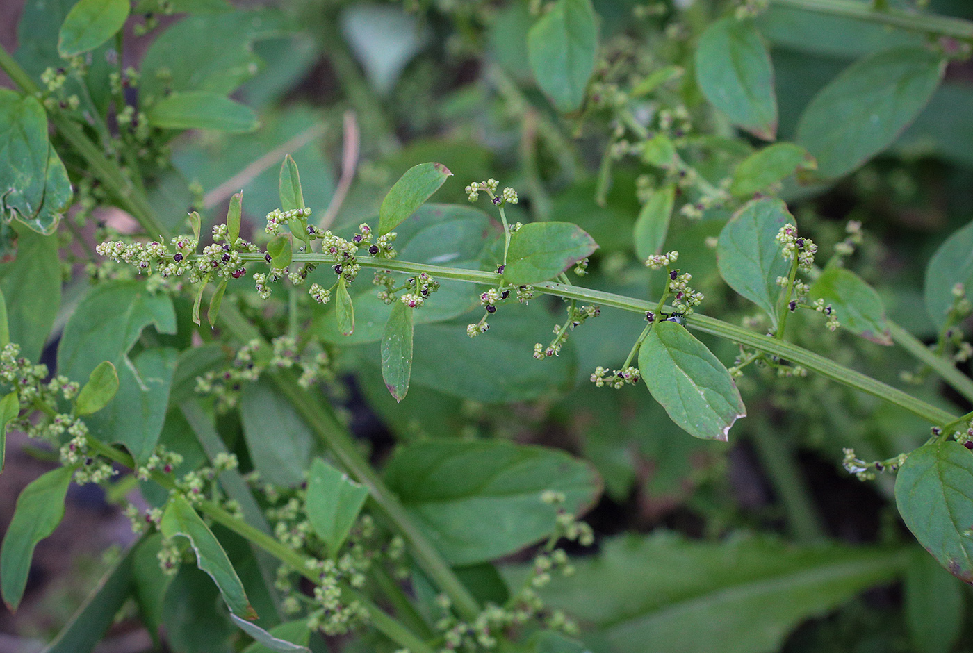 Изображение особи Lipandra polysperma.