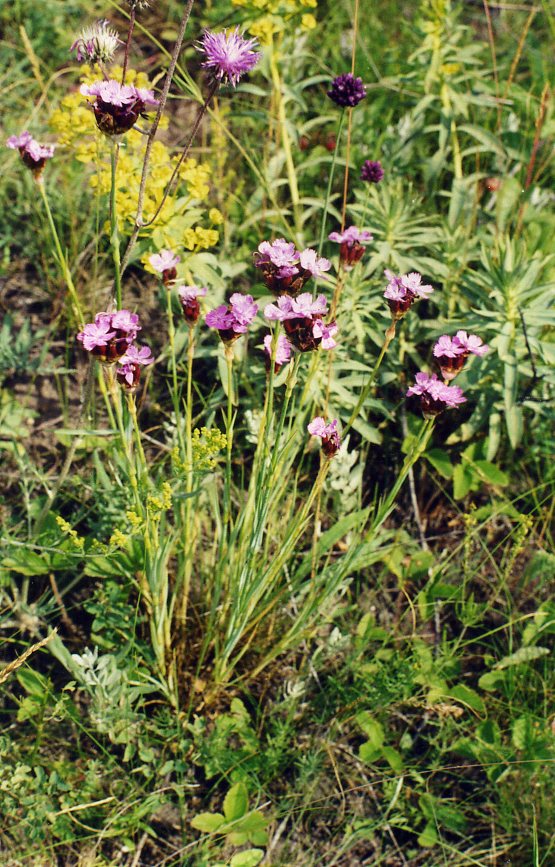 Image of Dianthus borbasii specimen.