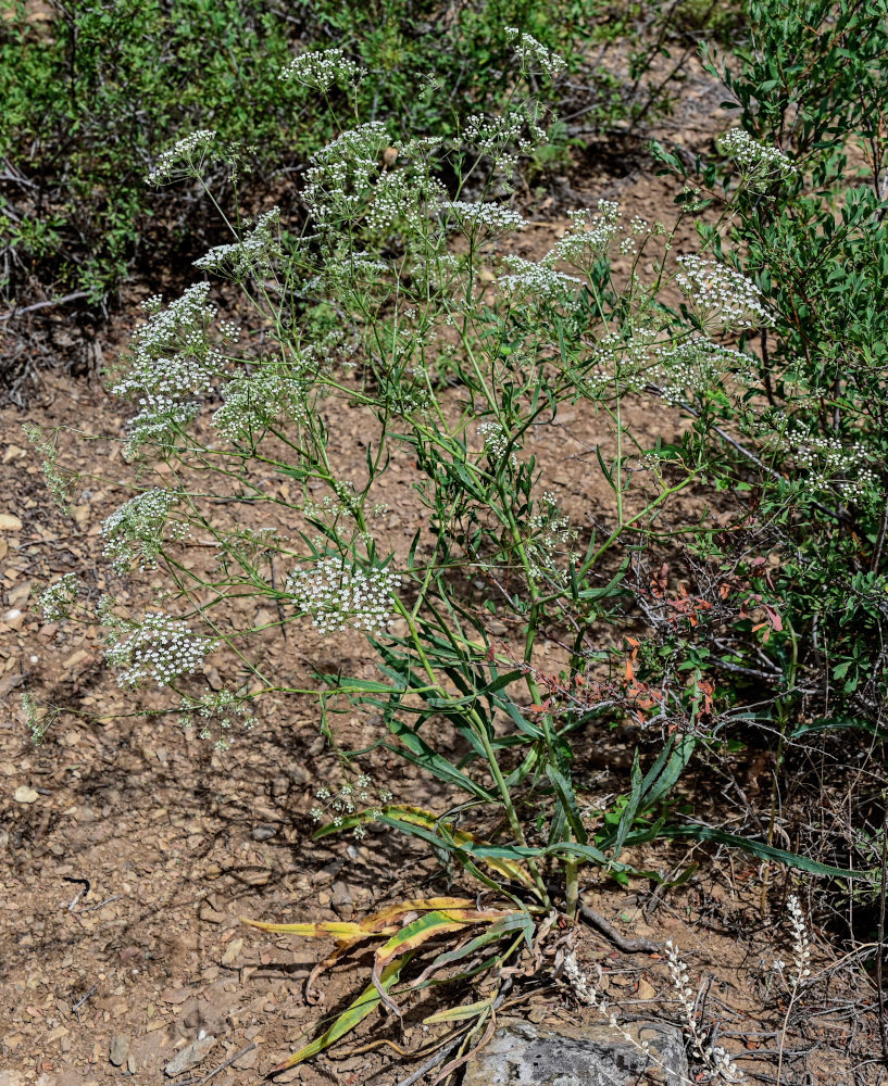 Изображение особи Falcaria vulgaris.