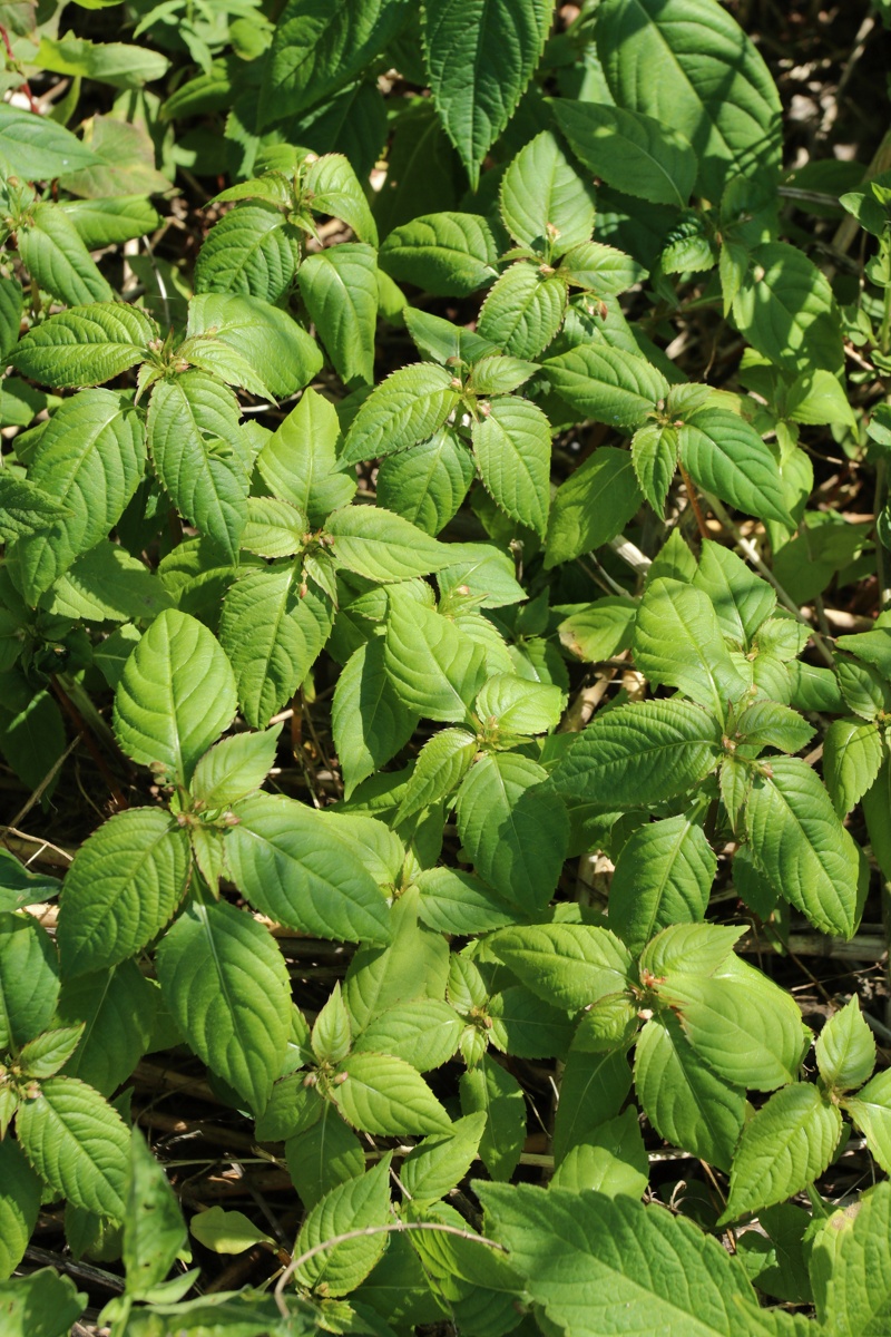 Изображение особи Impatiens parviflora.