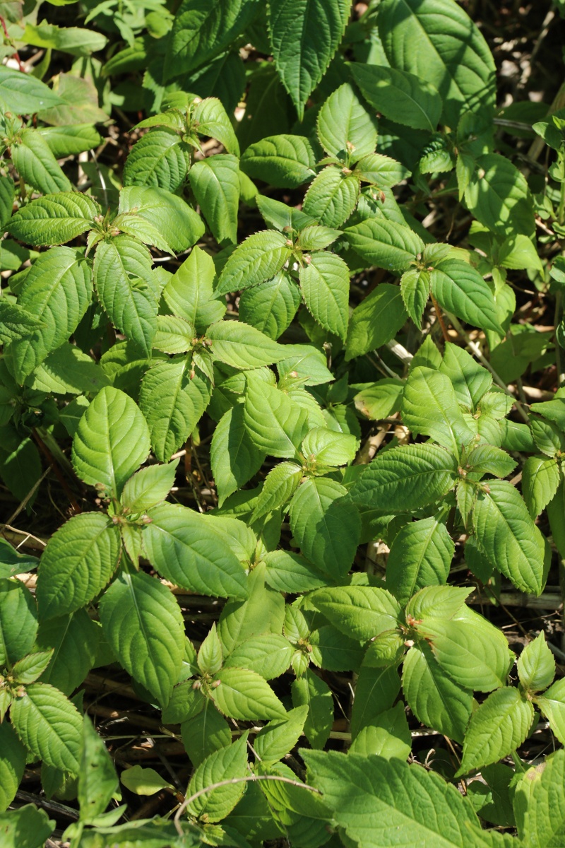 Image of Impatiens parviflora specimen.