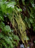 Aruncus sylvestris. Верхушка побега с соплодием. Грузия, Самегрело-Верхняя Сванетия, Мартвильский каньон, опушка букового леса, обрыв над рекой. 16.06.2023.