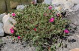 Portulaca grandiflora