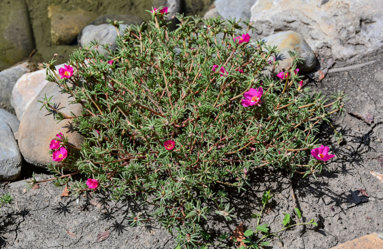 Image of Portulaca grandiflora specimen.