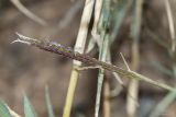 familia Poaceae