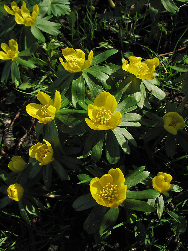 Image of Eranthis hyemalis specimen.