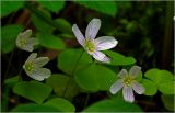 Oxalis acetosella. Цветки и листья с сидящим на лепестке комаром. Московская обл., Раменский р-н, окр. ж.-д. платформы Хрипань, смешанный лес у ЛЭП. 17.05.2024.