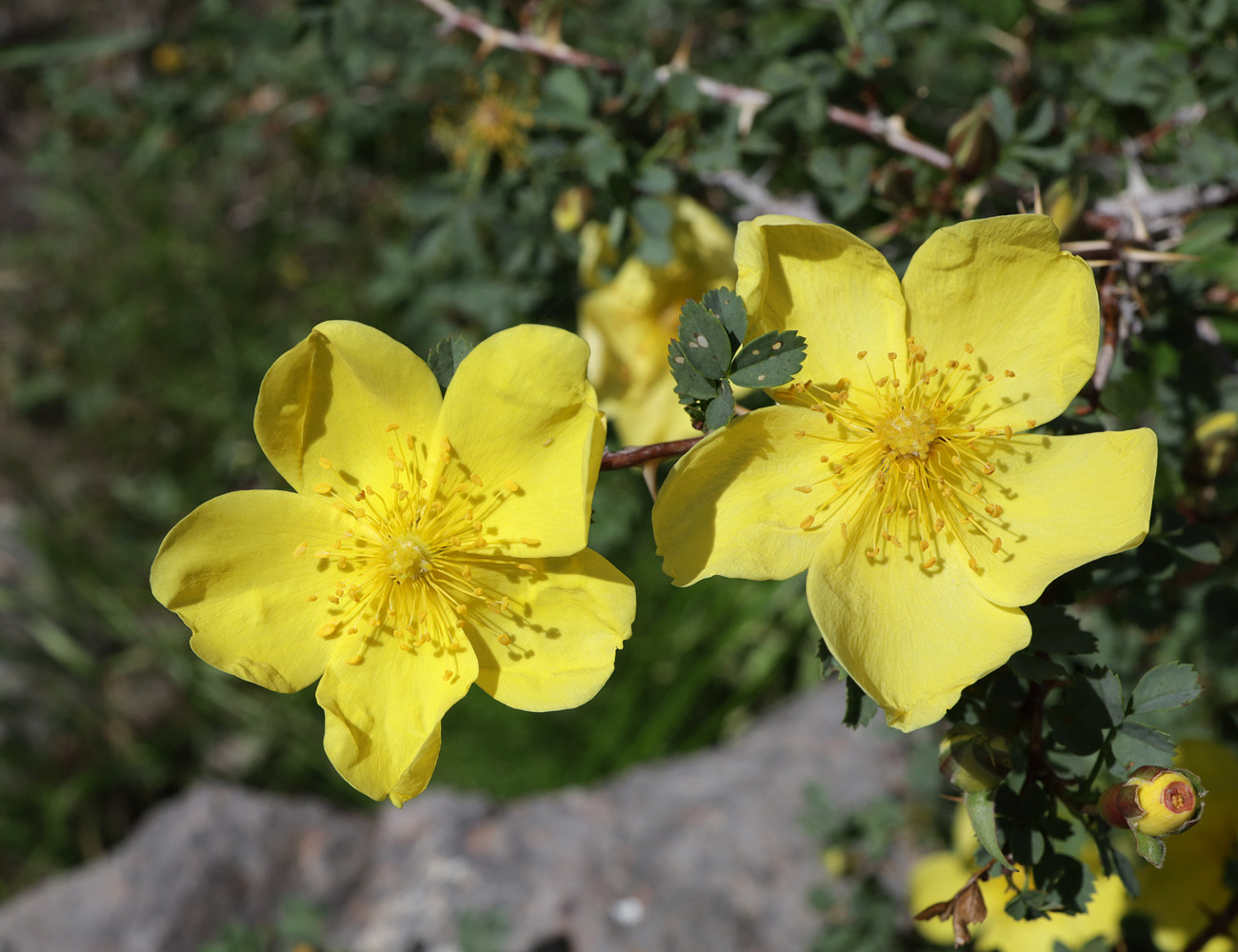 Image of Rosa platyacantha specimen.