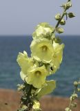 Alcea rugosa