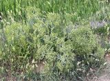 Crambe steveniana