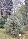 Picea × lutzii