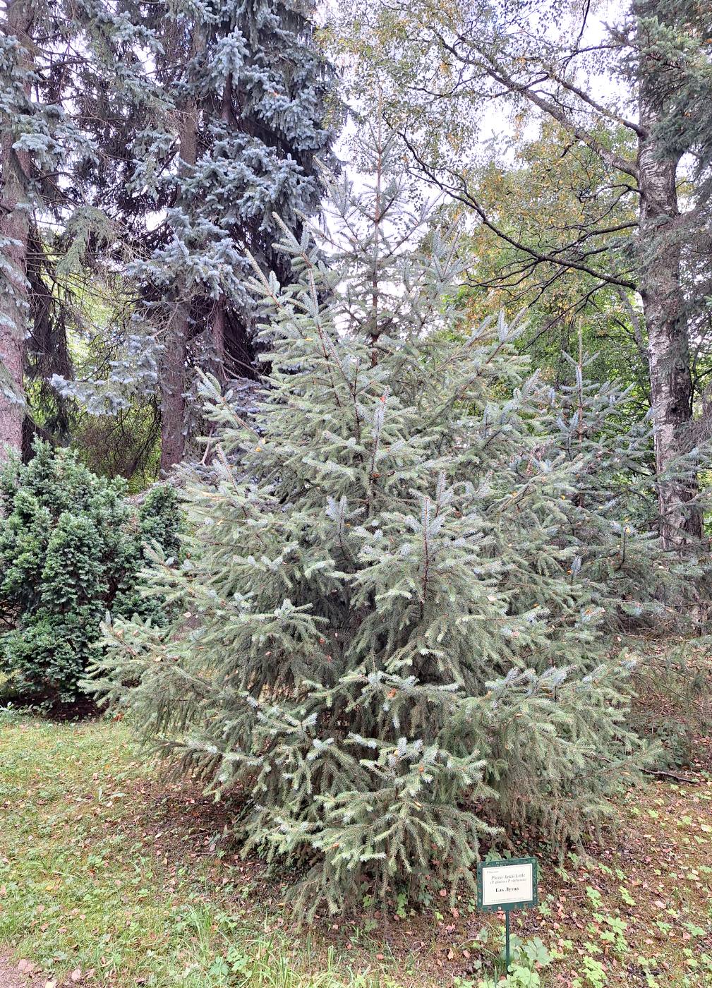 Image of Picea × lutzii specimen.
