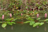 Persicaria amphibia