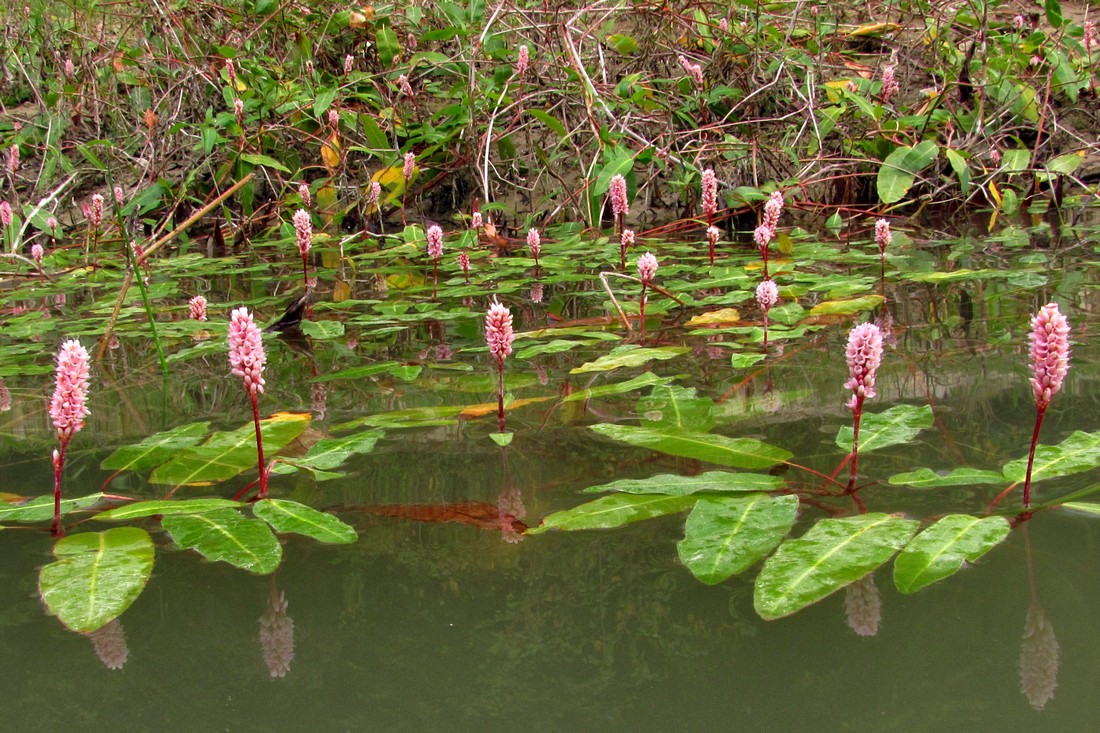 Изображение особи Persicaria amphibia.