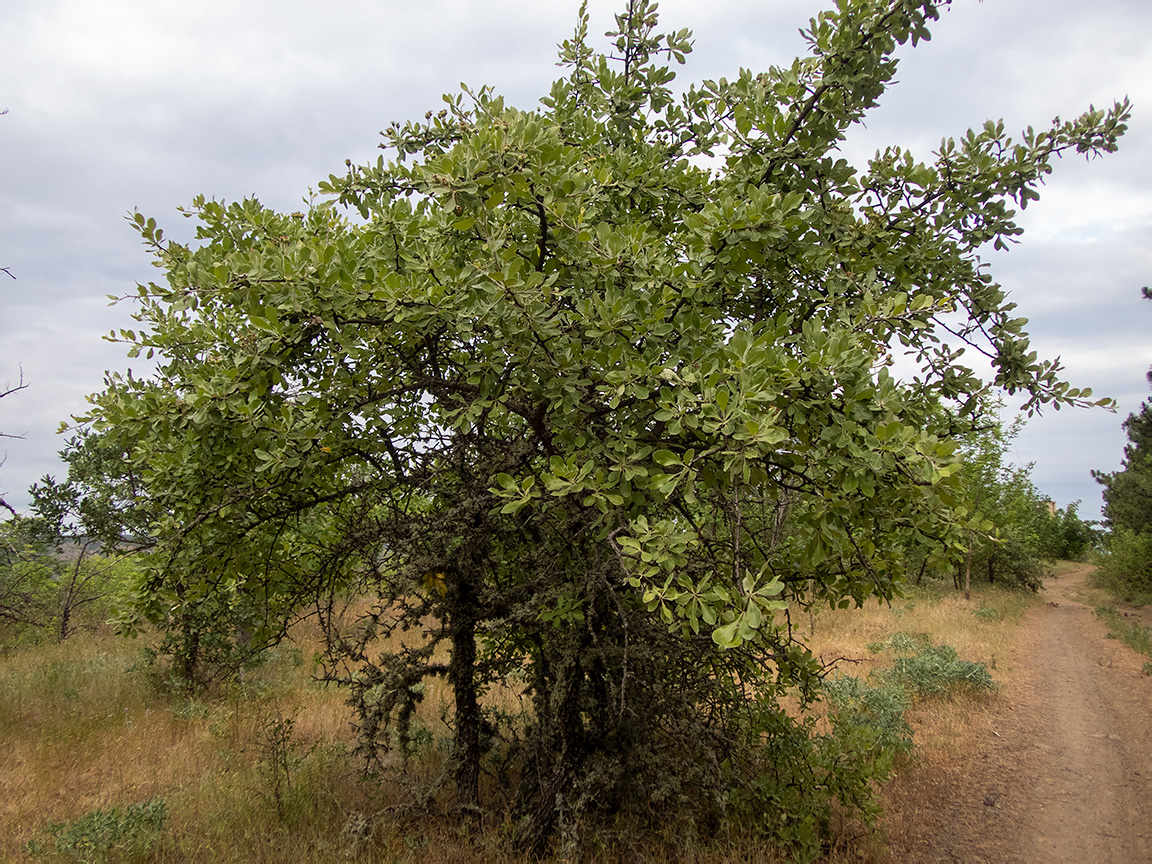 Image of Pyrus elaeagrifolia specimen.