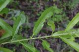 Salix cinerea