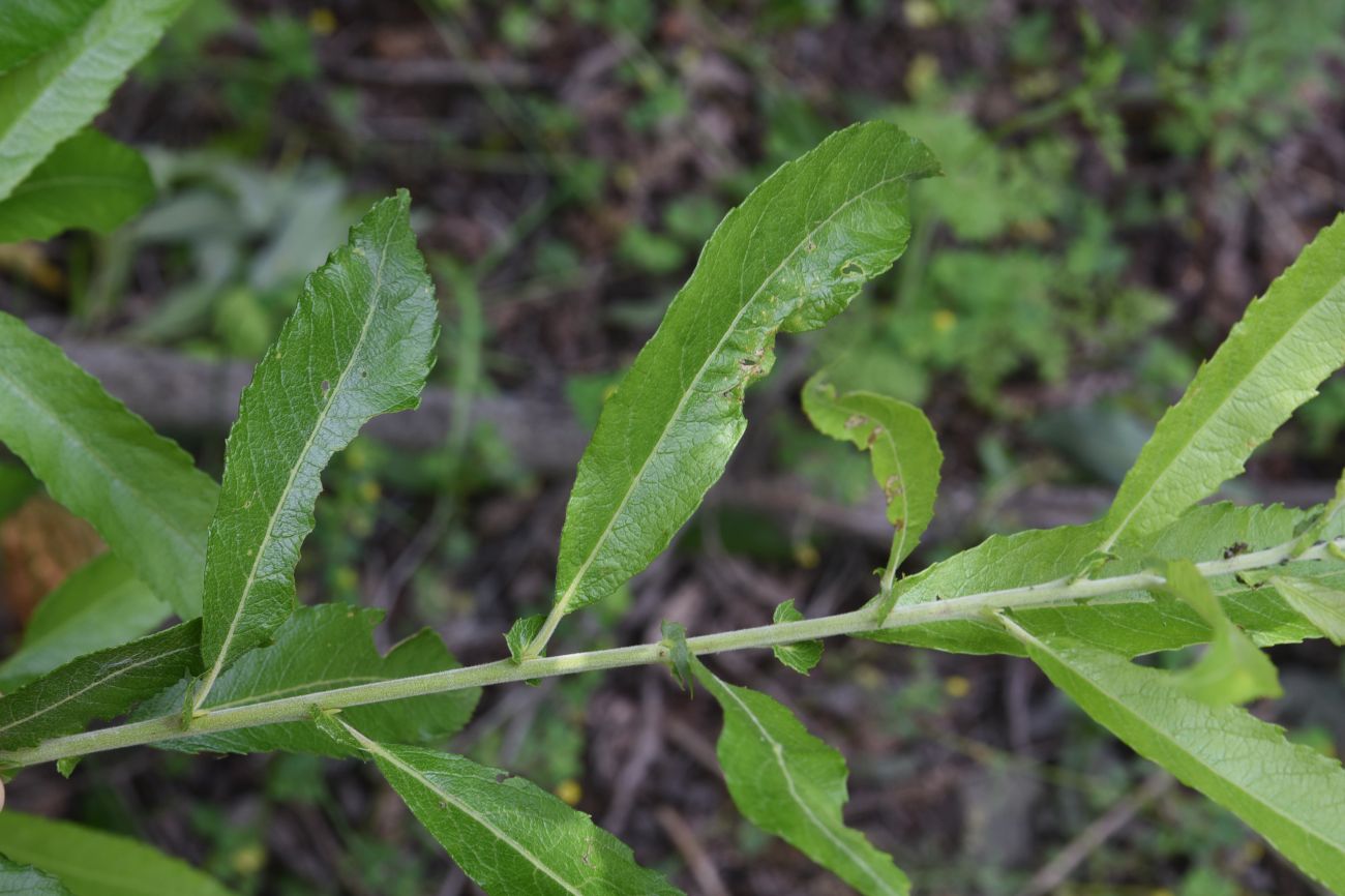 Изображение особи Salix cinerea.