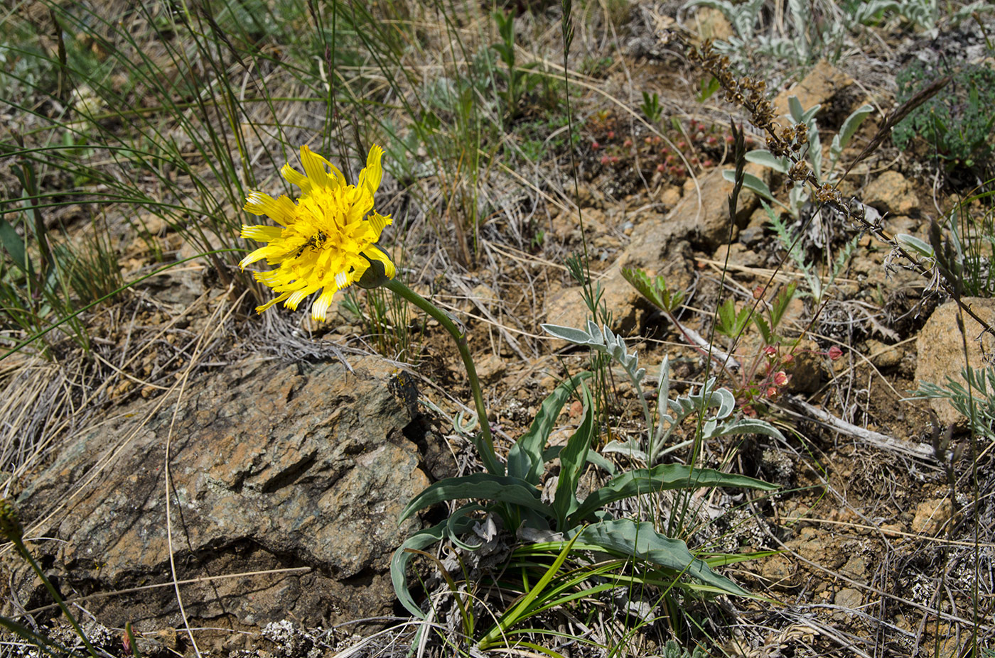 Image of Scorzonera austriaca specimen.