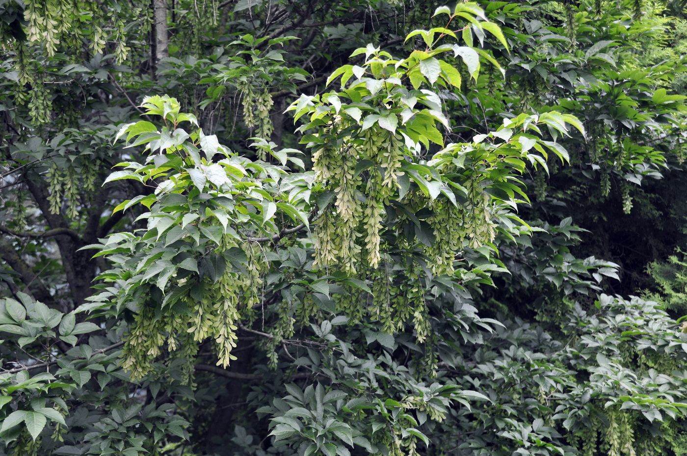Image of Acer henryi specimen.