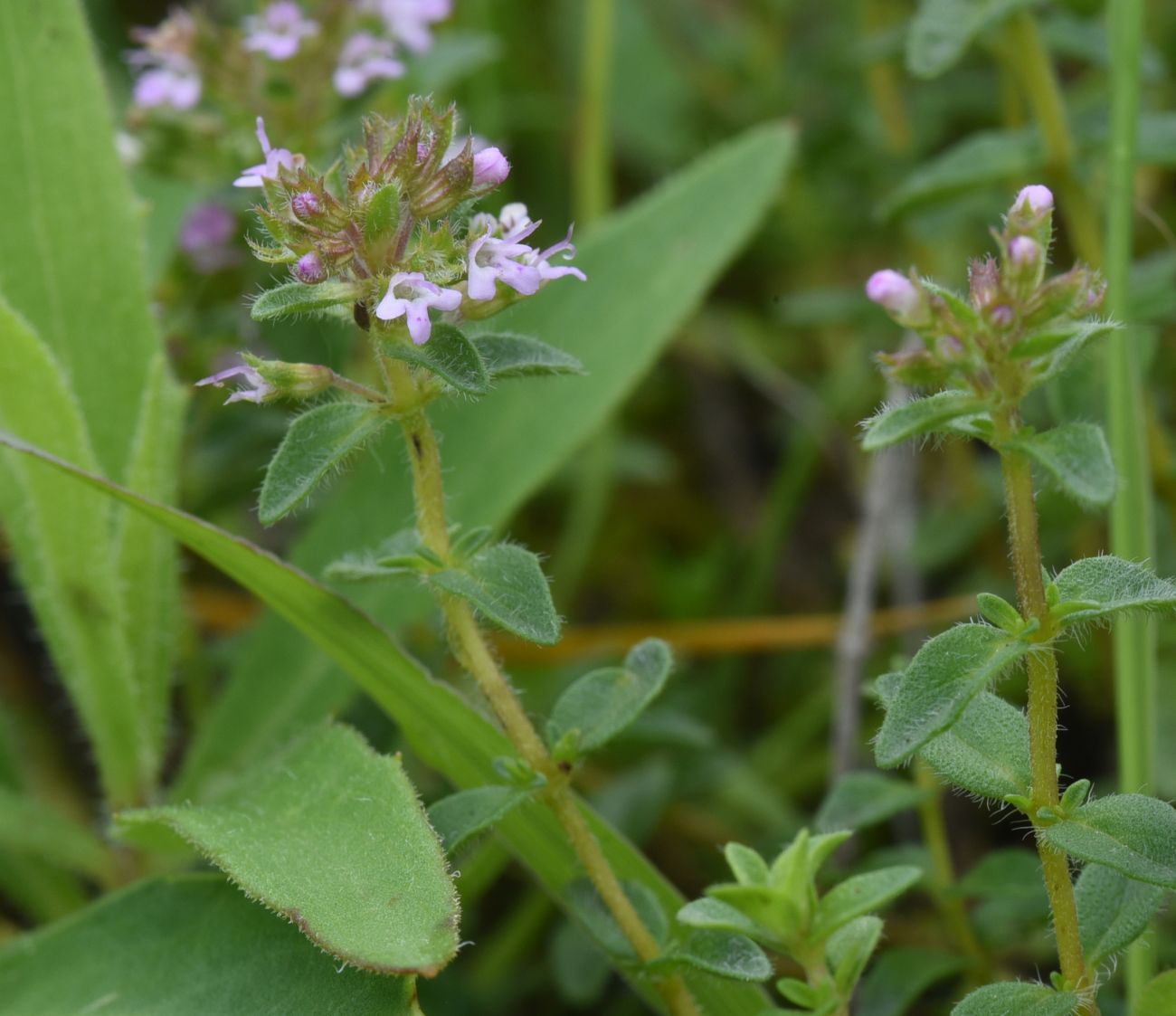 Изображение особи род Thymus.