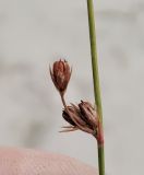 Juncus brachyspathus