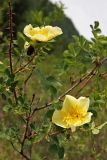 Rosa spinosissima. Верхушка побега с цветками. Алтай, Северо-Чуйский хребет, долина р. Чуя, окр. с. Чибит. 16.06.2008.