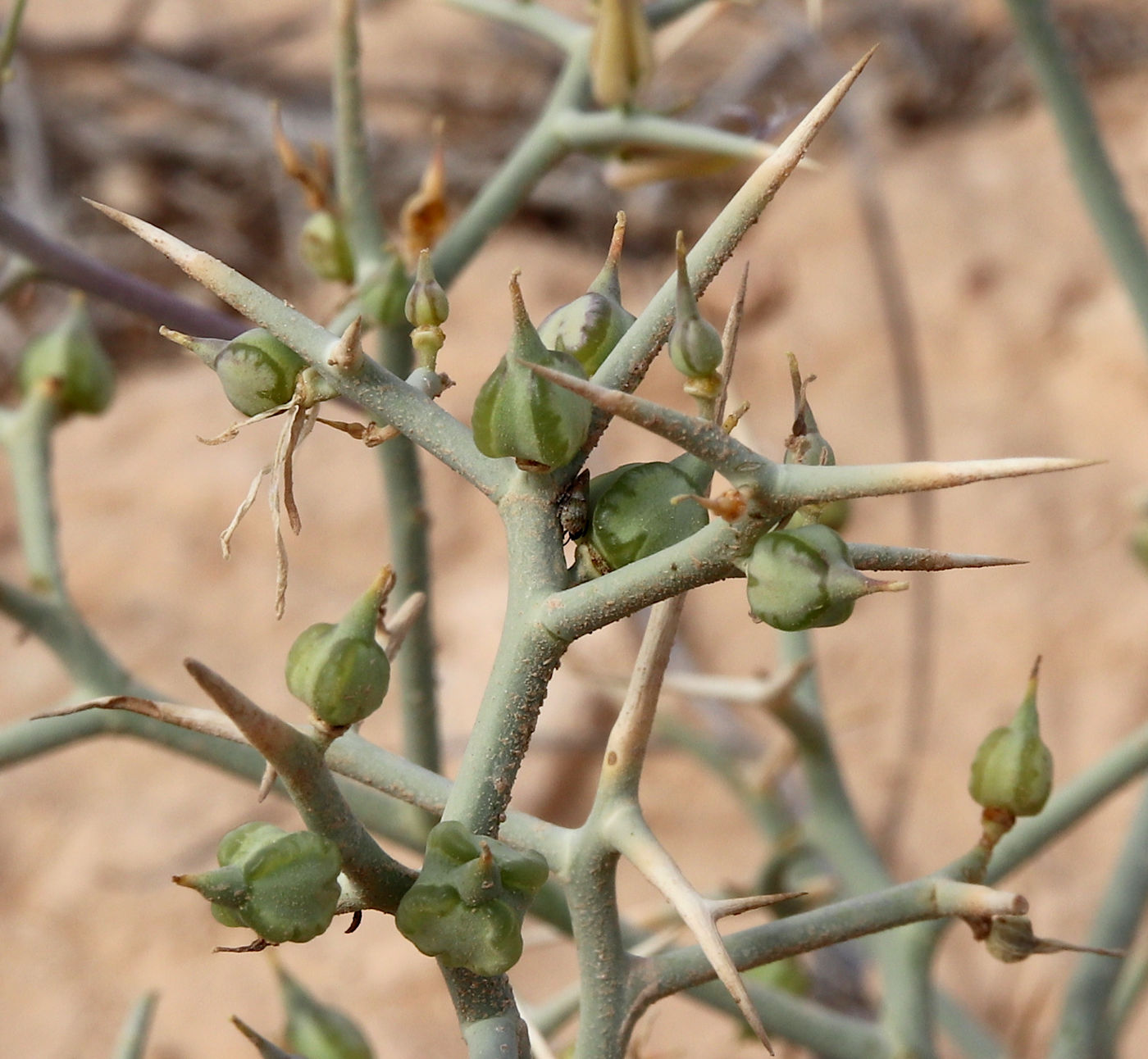 Image of Zilla spinosa ssp. biparmata specimen.