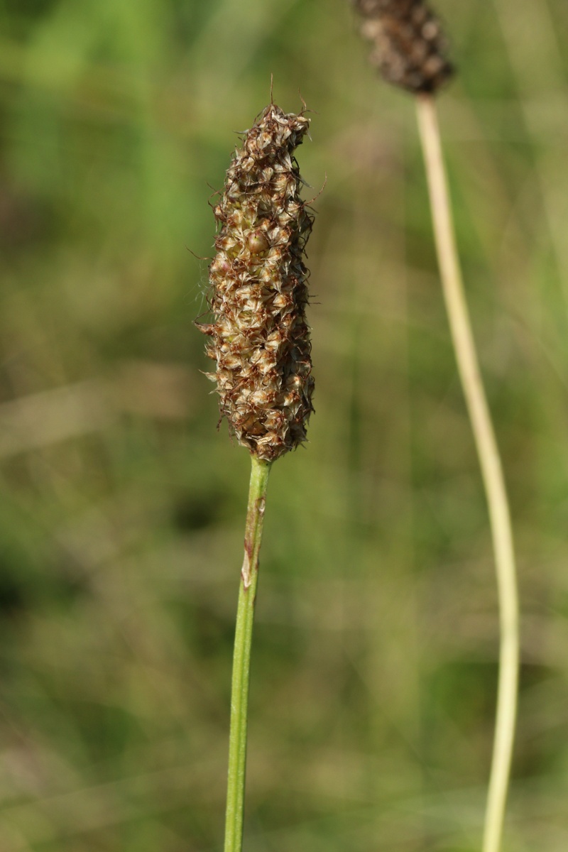 Image of Plantago lanceolata specimen.
