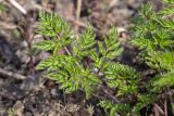 Anthriscus sylvestris