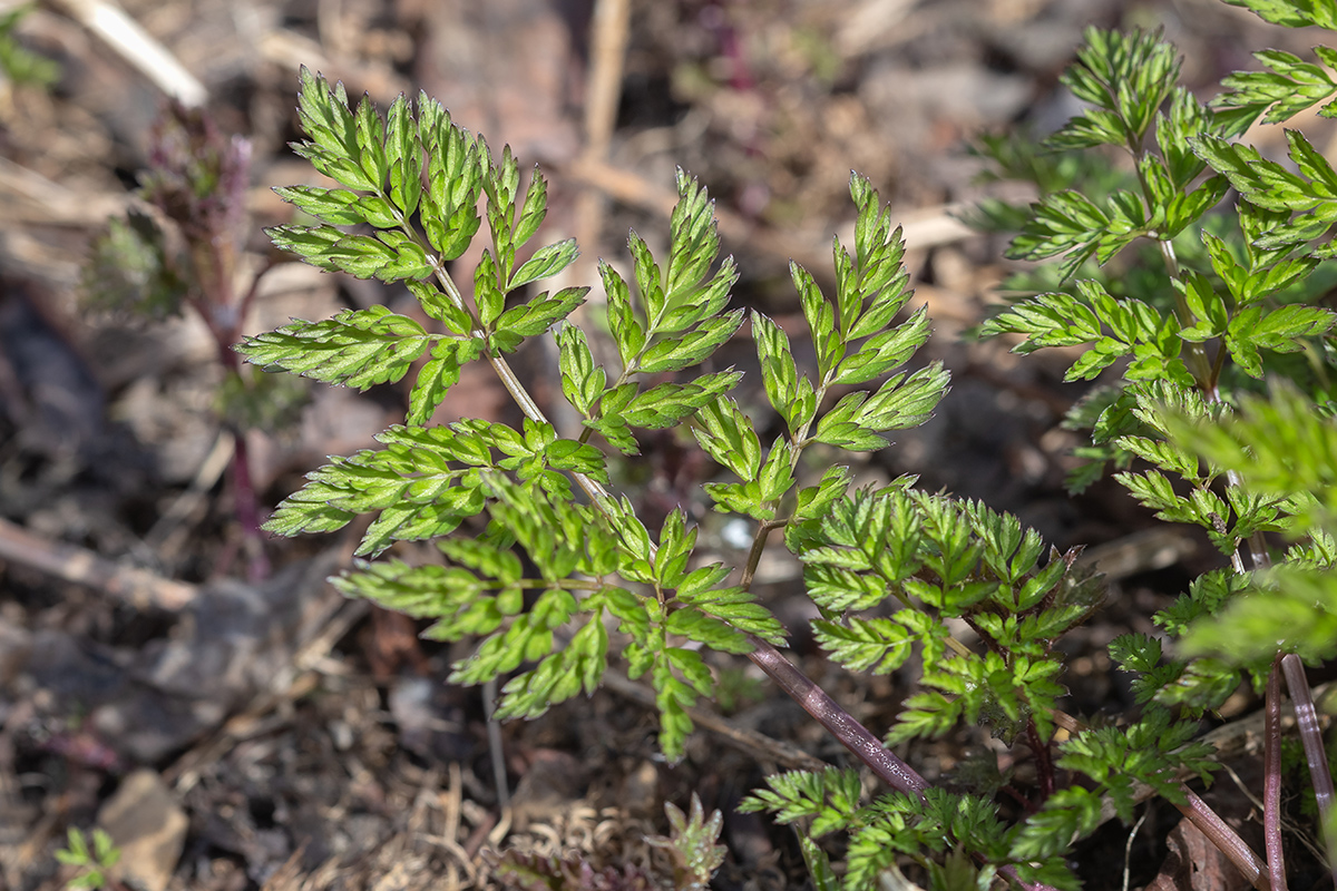 Изображение особи Anthriscus sylvestris.
