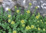 View full-size image Rhodiola gelida