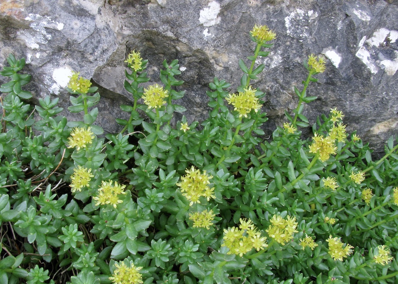 Image of Rhodiola gelida specimen.