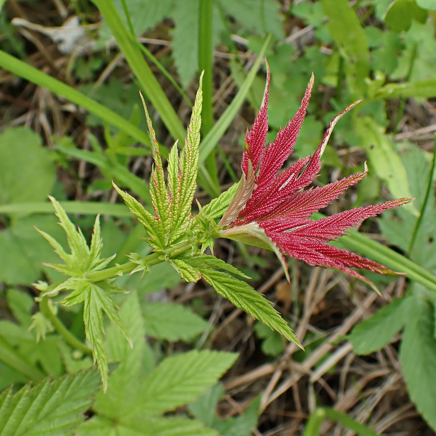 Image of Filipendula palmata specimen.