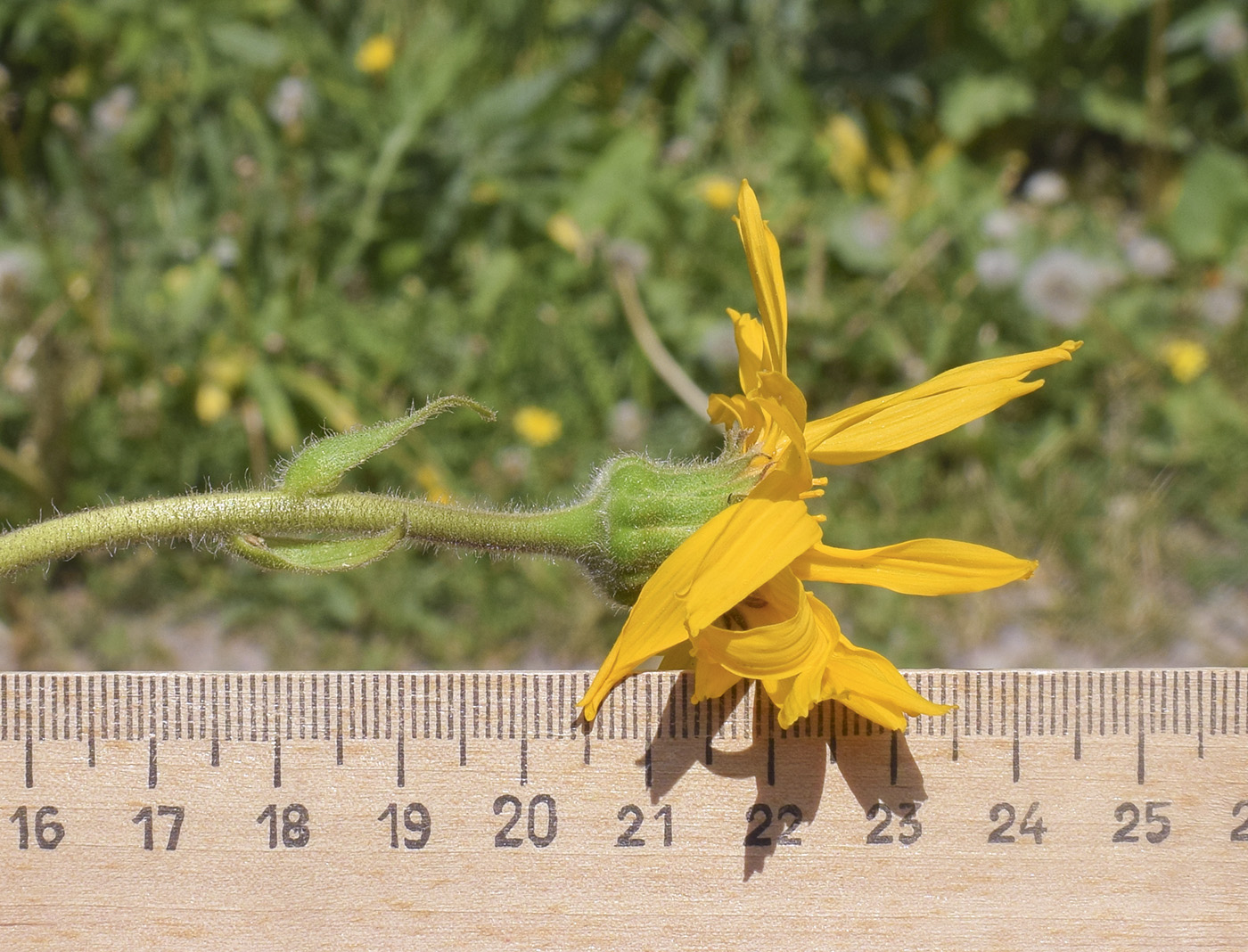 Image of Arnica montana specimen.