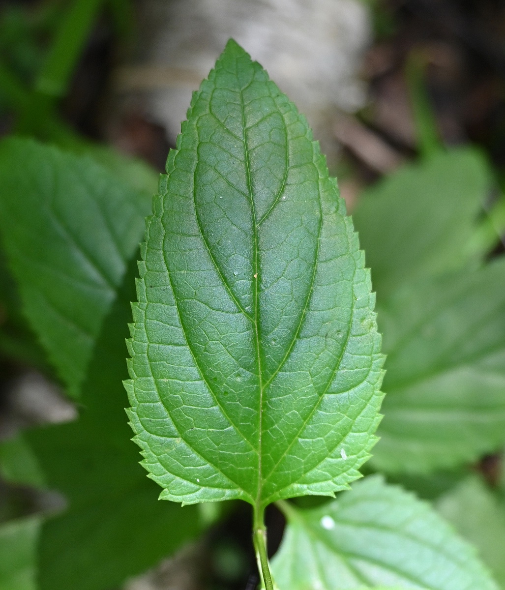 Image of Scrophularia nodosa specimen.