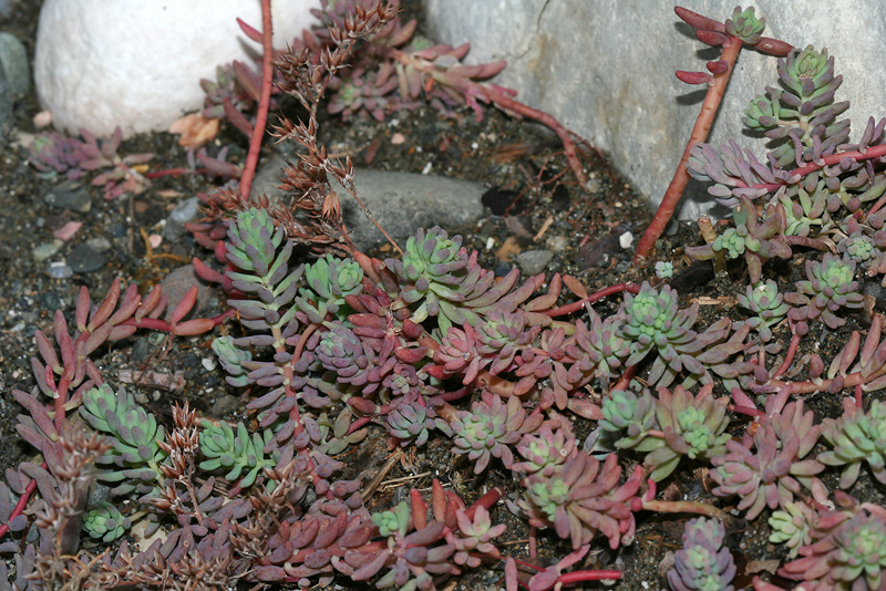 Image of Sedum pallidum specimen.