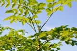 Aralia elata. Часть побега с развивающимся соцветием. Приморский край, Владивостокский ГО, о. Клыкова, кромка широколиственного леса. 07.07.2025.