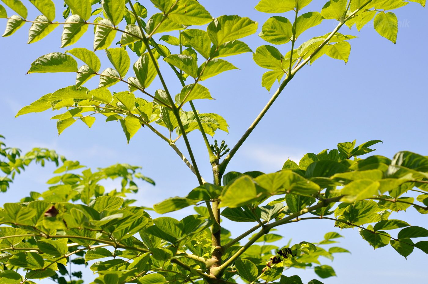 Image of Aralia elata specimen.