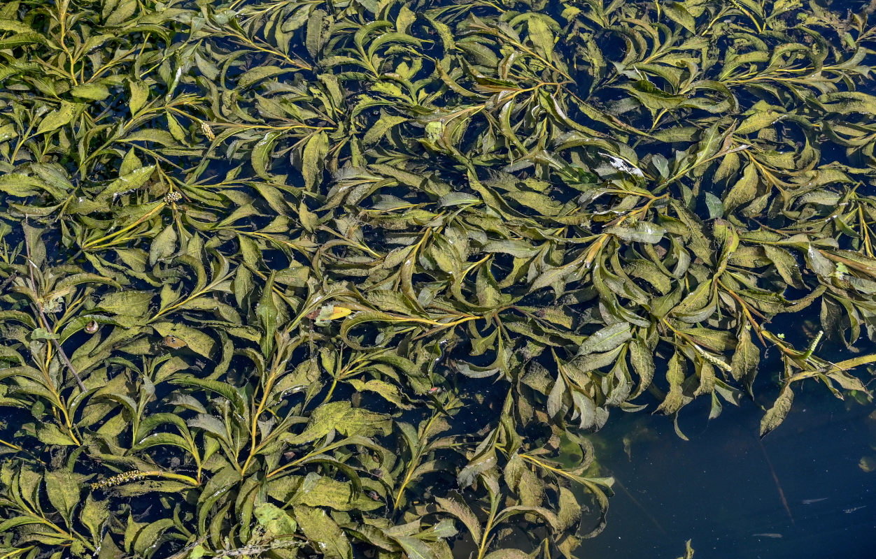 Image of Potamogeton lucens specimen.