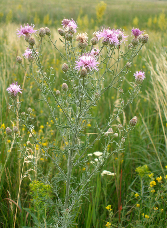 Изображение особи Centaurea stoebe.