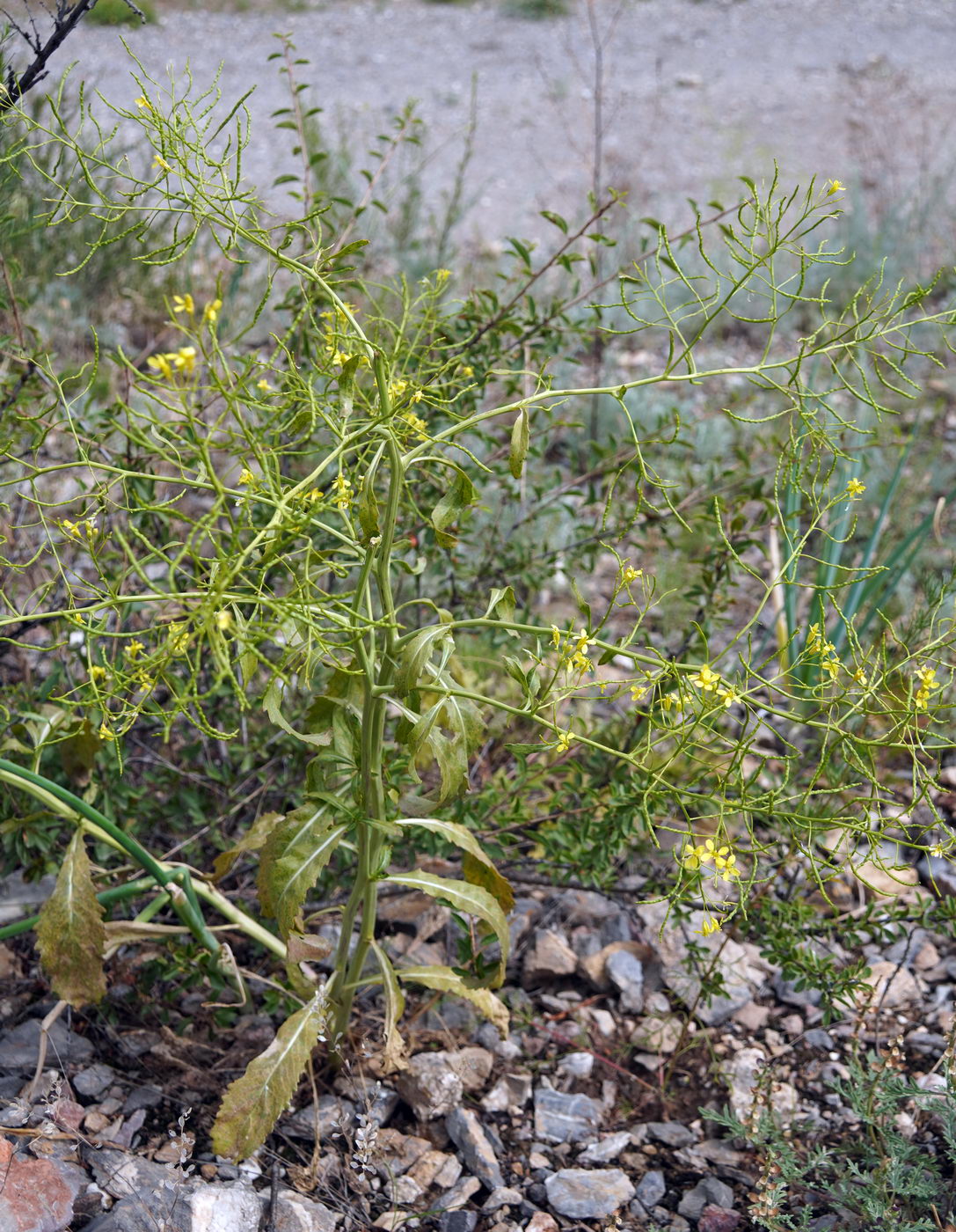 Image of Erucastrum armoracioides specimen.