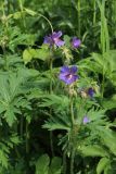 Geranium pratense. Верхушка цветущего растения. Смоленск, склон за крепостной стеной в р-не башни \"Орёл\", разнотравно-злаковый суходольный луг, у тропы. 10.06.2025.