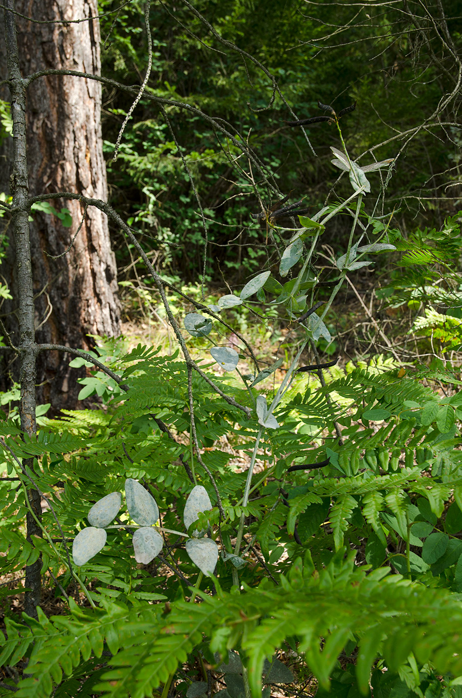 Image of Lathyrus pisiformis specimen.