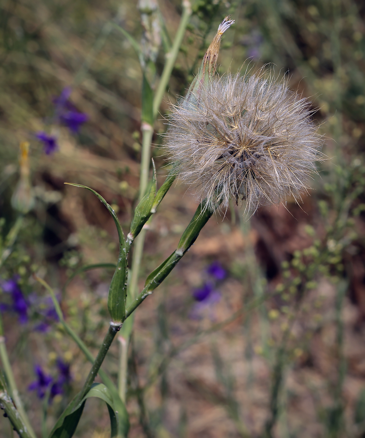Изображение особи род Tragopogon.