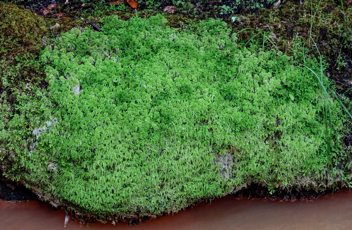 Изображение особи род Sphagnum.